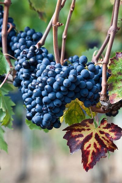 Eggers, Julie 아티스트의 Italy-Tuscany Grapes on the vine in a vineyard in Tuscany작품입니다.